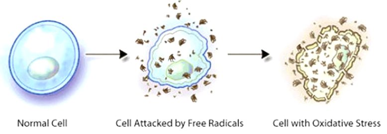 normal cell destroyed